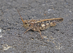 Pardalophora phoenicoptera