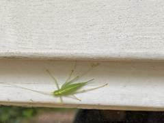 Meconema thalassinum