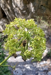 Angelica scabrida
