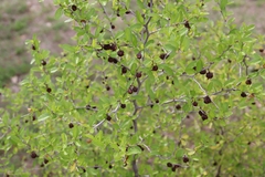 Colubrina texensis