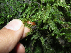 Plagiochila