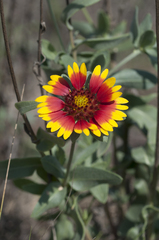 Gaillardia