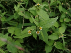 Galinsoga quadriradiata