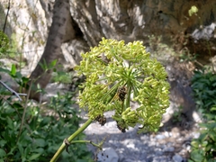 Angelica scabrida
