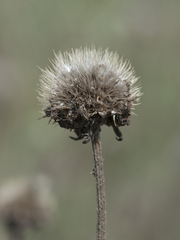 Gaillardia