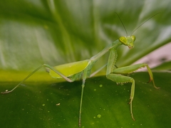 Stagmomantis limbata