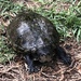 Valley of Mexico Mud Turtle - Photo (c) Liam O'Brien, some rights reserved (CC BY-NC), uploaded by Liam O'Brien