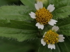 Galinsoga quadriradiata