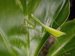 Stagmomantis limbata