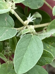 Croton monanthogynus