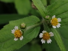 Galinsoga quadriradiata