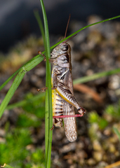 Melanoplus dawsoni