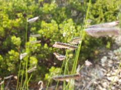 Bouteloua gracilis