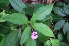 Impatiens blepharosepala