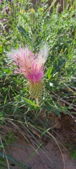 Cirsium ochrocentrum