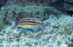 Scarus taeniopterus