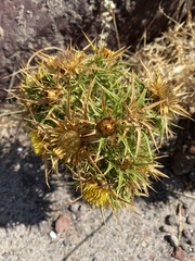 Carlina graeca