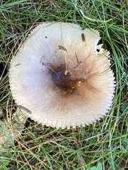 Russula amoenolens