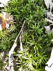 Climacium dendroides