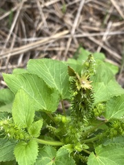 Acalypha ostryifolia