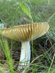 Russula amoenolens