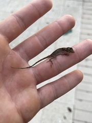 Anolis sagrei