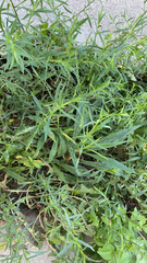 Bassia scoparia