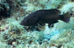 Cephalopholis fulva