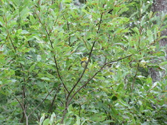 Setophaga virens