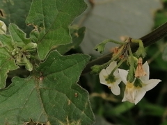 Solanum