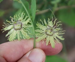 Passiflora affinis