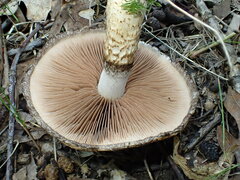 Lacrymaria echiniceps