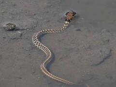 Thamnophis marcianus