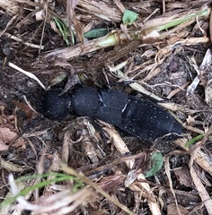 Ocypus olens