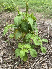 Acalypha ostryifolia