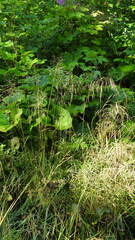 Deschampsia cespitosa