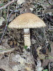 Lacrymaria echiniceps