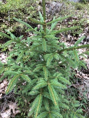 Picea rubens