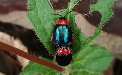 Oedionychina