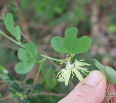Passiflora affinis