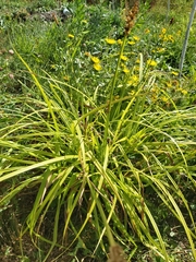 Carex stipata