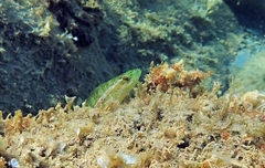 Labrus viridis