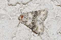 Hecatera bicolorata