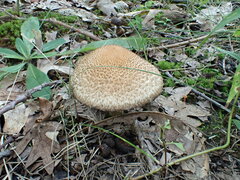 Lacrymaria echiniceps