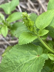 Acalypha ostryifolia