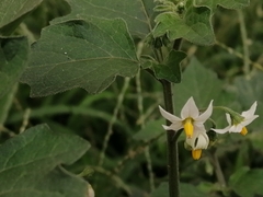 Solanum