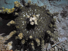 Phyllodiscus semoni