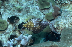 Cantherhines macrocerus