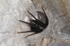 Segestria florentina