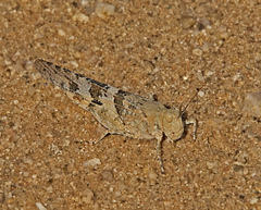 Trimerotropis pallidipennis